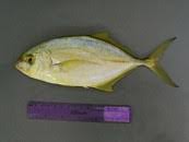 Image result for Caranx bartholomaei