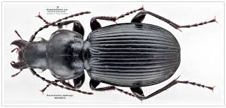 Attēlu rezultāti vaicājumam “Pterostichus quadrifoveolatus”