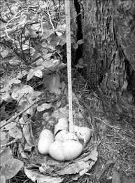 Attēlu rezultāti vaicājumam “Bonasa bonasia eggs”