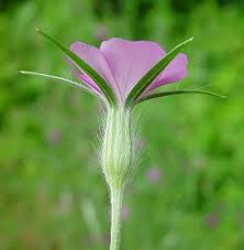 Image result for Agrostemma githago