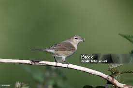 Attēlu rezultāti vaicājumam “Sylvia borin”