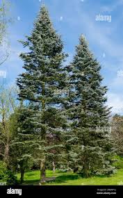 Attēlu rezultāti vaicājumam “Abies concolor”