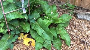 Attēlu rezultāti vaicājumam “Rumex crispus leaf”
