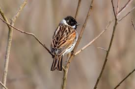 Attēlu rezultāti vaicājumam “Emberiza schoeniclus eggs”