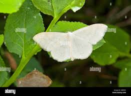 Attēlu rezultāti vaicājumam “Scopula floslactata imago”