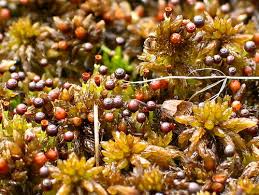 Attēlu rezultāti vaicājumam “Sphagnum riparium”