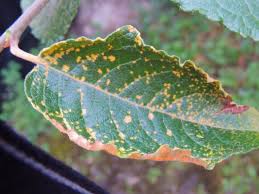 Attēlu rezultāti vaicājumam “Melampsora epitea”