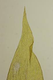 Attēlu rezultāti vaicājumam “Plagiothecium latebricola”