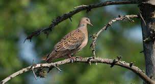 Image result for Streptopelia orientalis