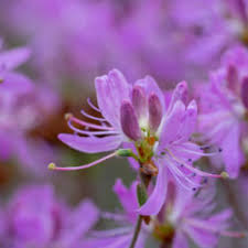 Attēlu rezultāti vaicājumam “Rhododendron canadense”