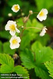 Attēlu rezultāti vaicājumam “Fragaria vesca flower”