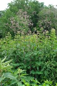 Attēlu rezultāti vaicājumam “Thalictrum”