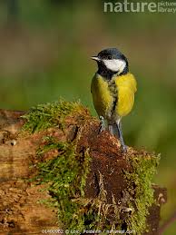 Attēlu rezultāti vaicājumam “Parus major”