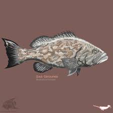 Image result for Mycteroperca microlepis