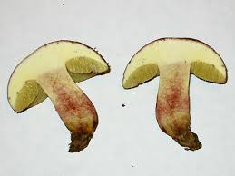 Attēlu rezultāti vaicājumam “Xerocomus chrysenteron”