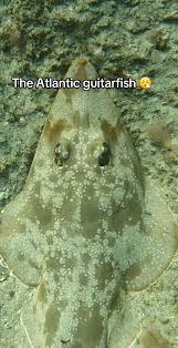 Image result for Pseudobatos lentiginosus