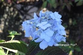 Attēlu rezultāti vaicājumam “Hydrangea”