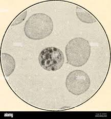 Attēlu rezultāti vaicājumam “Brefeldia maxima plasmodium”