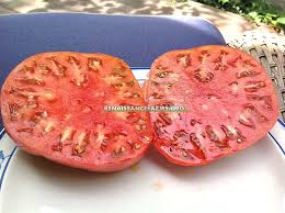 Afbeeldingsresultaat voor stump of the world tomato