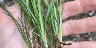 Attēlu rezultāti vaicājumam “Carex loliacea leaf”