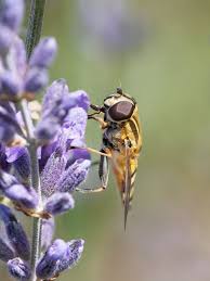 Attēlu rezultāti vaicājumam “Helophilus hybridus male”