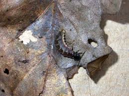 Attēlu rezultāti vaicājumam “Phosphaenus hemipterus”