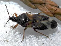 Attēlu rezultāti vaicājumam “Anthocoris nemorum”