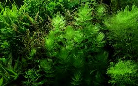 Attēlu rezultāti vaicājumam “Ceratophyllum submersum leaf”