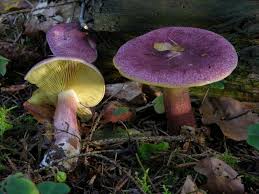 Attēlu rezultāti vaicājumam “Tricholomopsis rutilans”