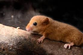 Attēlu rezultāti vaicājumam “Muscardinus avellanarius”