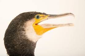Image result for Phalacrocorax carbo