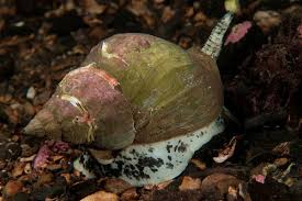 Image result for Buccinum undatum