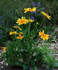 Image result for Rudbeckia Paradisio