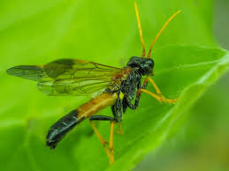 Attēlu rezultāti vaicājumam “Tenthredo campestris”