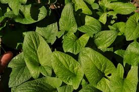 Attēlu rezultāti vaicājumam “Chenopodium bonus-henricus leaf”