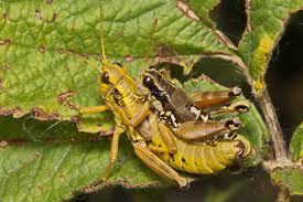 Attēlu rezultāti vaicājumam “Podisma pedestris”