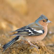 Attēlu rezultāti vaicājumam “Fringilla coelebs male”