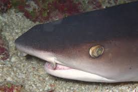 Image result for Triaenodon obesus