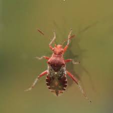 Attēlu rezultāti vaicājumam “Rhopalus maculatus”