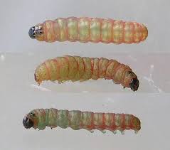 Attēlu rezultāti vaicājumam “Argyresthia goedartella”