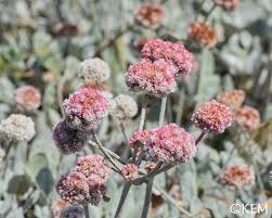 Attēlu rezultāti vaicājumam “Eriophorum latifolium flower”