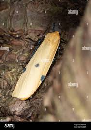 Attēlu rezultāti vaicājumam “Osmoderma barnabita imago”