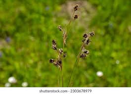 Attēlu rezultāti vaicājumam “Luzula campestris flower”