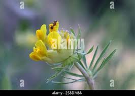 Attēlu rezultāti vaicājumam “Anthyllis maritima flower”