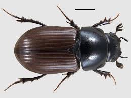 Attēlu rezultāti vaicājumam “Aphodius subterraneus”