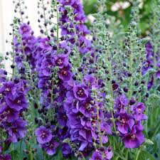 Attēlu rezultāti vaicājumam “Verbascum”