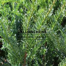 Attēlu rezultāti vaicājumam “Taxus baccata leaf”