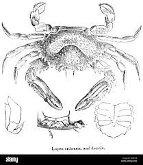 Attēlu rezultāti vaicājumam “Cribraria languescens”