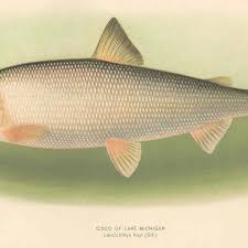 Image result for Coregonus oxyrinchus