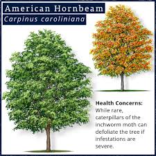 Attēlu rezultāti vaicājumam “Carpinus caroliniana”